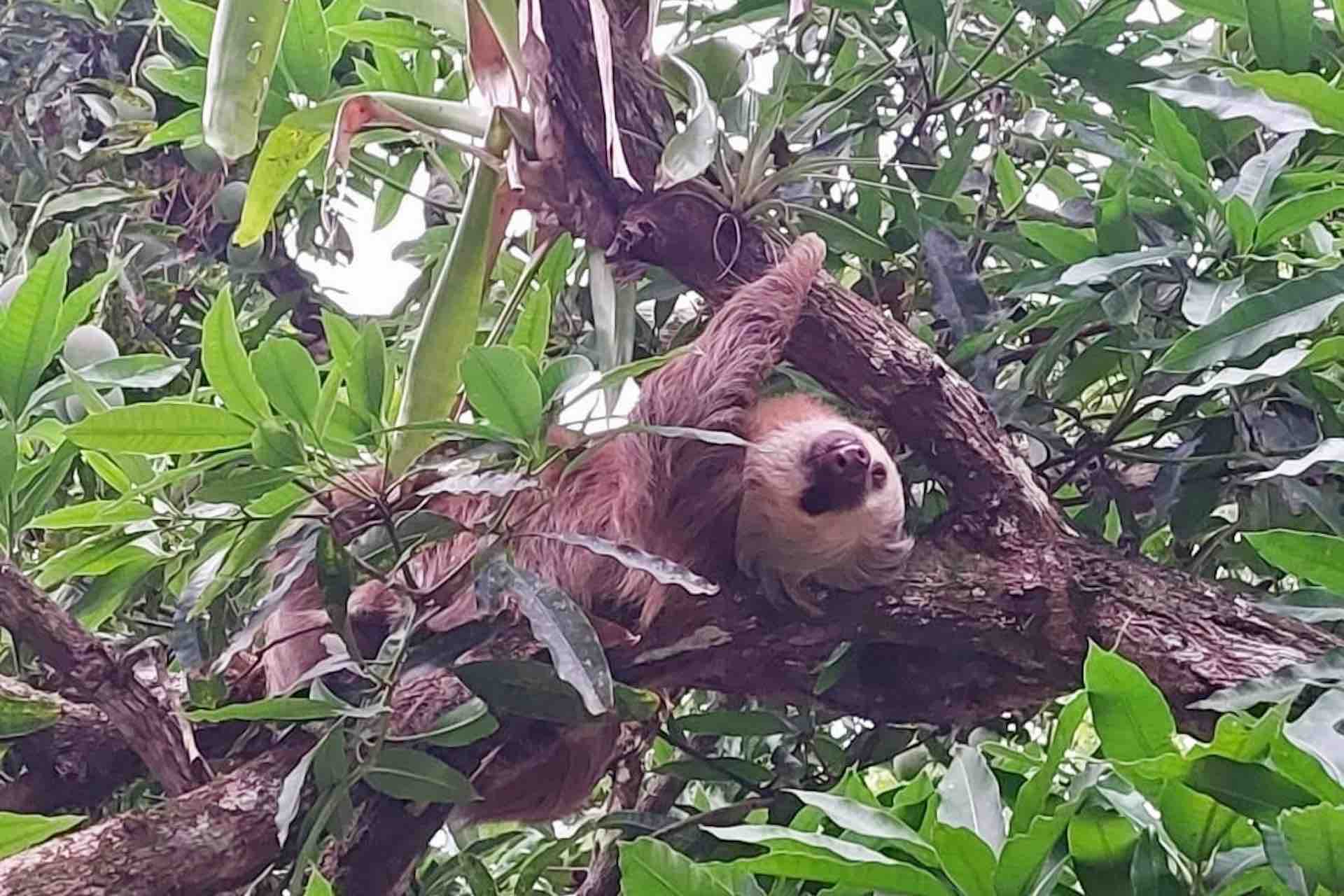 Chagres National Park lodge sloth in tree